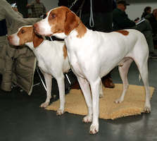 Braque Saint-Germain